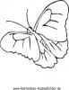 Ausmalbild Schmetterling 13