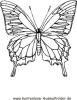 Ausmalbild Schmetterling bunt