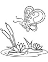 Ausmalbild Schmetterling und Seerose
