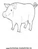 Ausmalbild Schwein 2