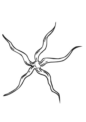 Ausmalbild Australischer Seestern