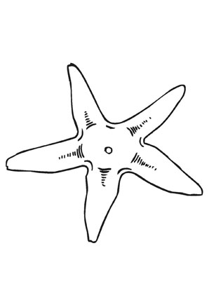 Ausmalbild Gemeiner Seestern