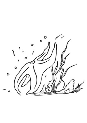 Ausmalbild Schwimmender gemeiner Seestern