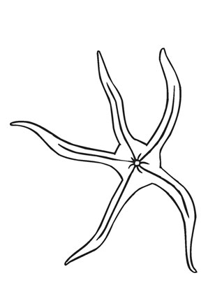 Ausmalbild Seestern mit fünf Armen
