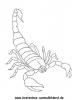 Ausmalbild Skorpion 1