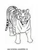 Ausmalbild Tiger 7
