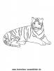 Ausmalbild Tiger 8