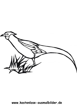 Ausmalbild Fasan 1