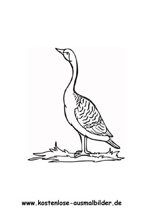 Ausmalbild Seetaucher 1