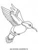 Ausmalbild Colibri 1
