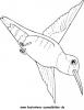 Ausmalbild Colibri 2