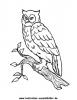 Ausmalbild Eule 2