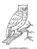 Ausmalbild Eule 4