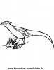 Ausmalbild Fasan 1