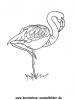 Ausmalbild Flamingo 1