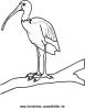 Ausmalbild Ibis 1