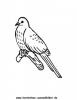 Ausmalbild Kuckuck 1