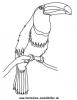 Ausmalbild Tukan 1