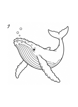 Ausmalbild Buckelwal