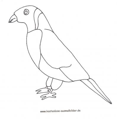 Ausmalbild Regenbogenlori