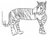 Ausmalbild Tiger